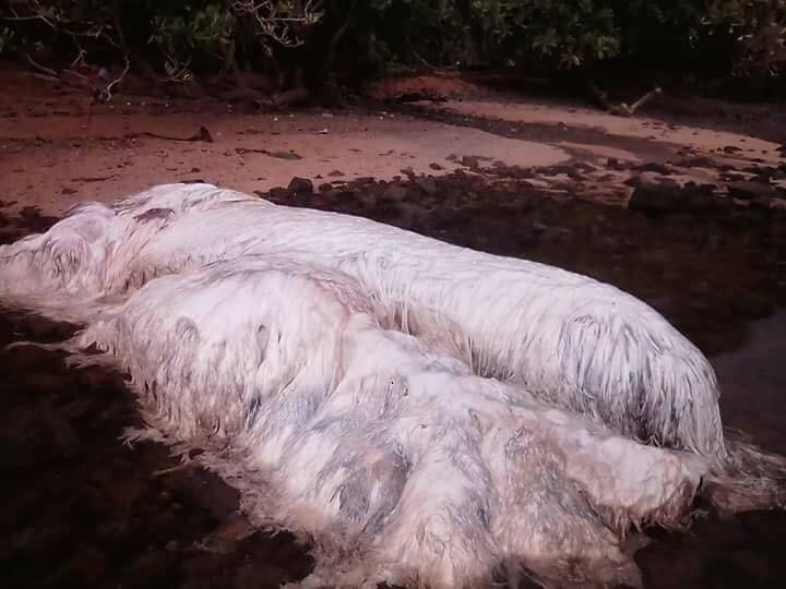 Aparitie misterioasa pe o plaja din Filipine dupa un cutremur inregistrat in larg. Ce este, de fapt, "creatura" uriasa