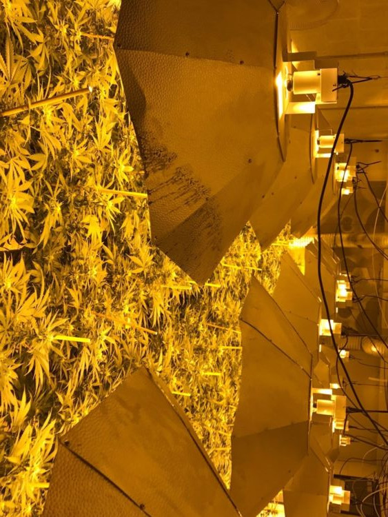 Cultura uriasa de canabis, descoperita intr-un fost buncar nuclear din UK. Valoarea uriasa estimata de autoritati. FOTO