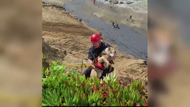 Operatiune de salvare cu 16 pompieri pentru un caine ramas blocat pe o stanca. De ce a fost necesara implicarea ampla