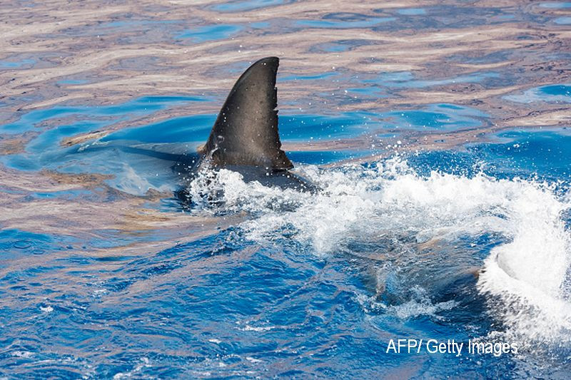 Moment terifiant surprins de o drona in Australia. Un rechin a inotat la mai putin de un metru de un surfer. VIDEO