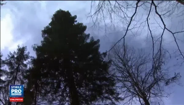 In tara in care dispar 3 hectare de padure in fiecare ora, parlamentarii vor sa elimine amenzile pentru cei care taie ilegal