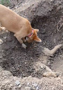 Imaginile impresionante in care un caine isi ingroapa "fratele" calcat de masina. Detaliul observat de privitori. VIDEO