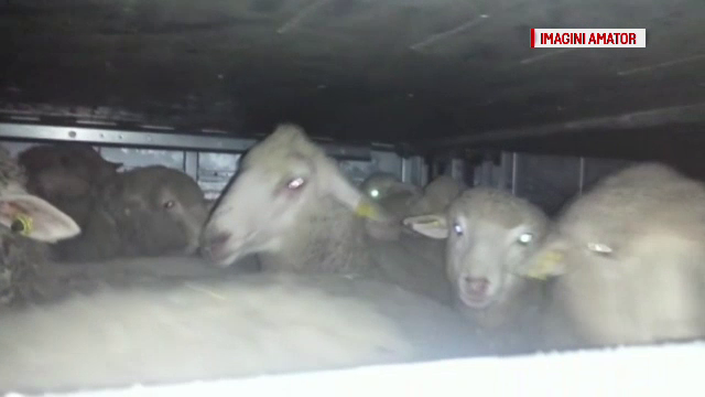 Modul barbar in care sunt transportate animalele in tara si peste hotare. "Ia uite, turturi de gheata pe ele!"