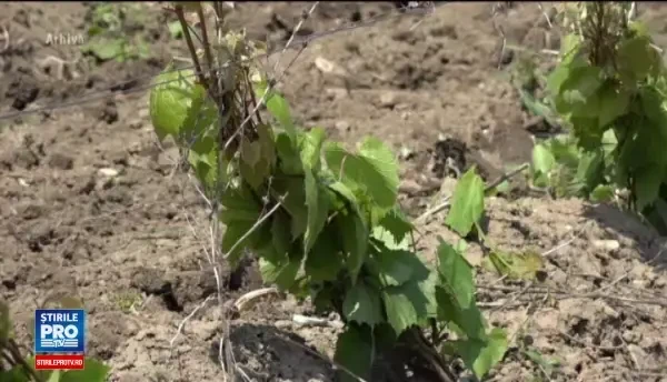 Investitia de 1.000.000 de euro care a reinviat o traditie veche de 70 de ani in Romania. Banii, obtinuti de la UE