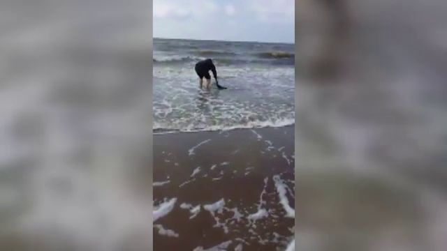 Operatiune de salvare a unui pui de delfin, la Eforie. Un barbat a intrat in apa inghetata si l-a ajutat sa ajunga in larg