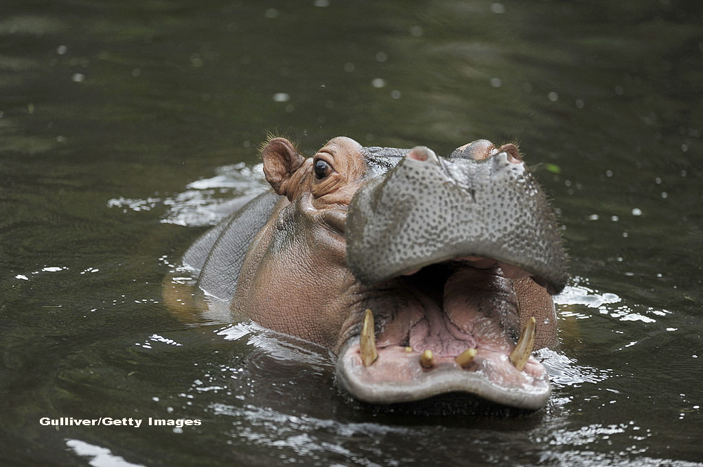 Cruzime inexplicabila in El Salvador. Persoane neidentificate au batut un hipopotam al gradinii zoologice, care a murit