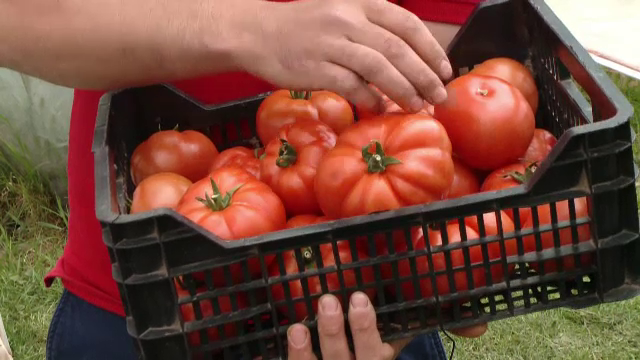 In cautarea gustului pierdut al rosiilor, statul acorda subventii. Ce trebuie sa faca un fermier pentru 3.000 EUR/ an