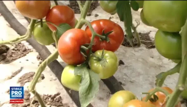 In cautarea gustului pierdut al rosiilor, statul acorda subventii. Ce trebuie sa faca un fermier pentru 3.000 EUR/ an