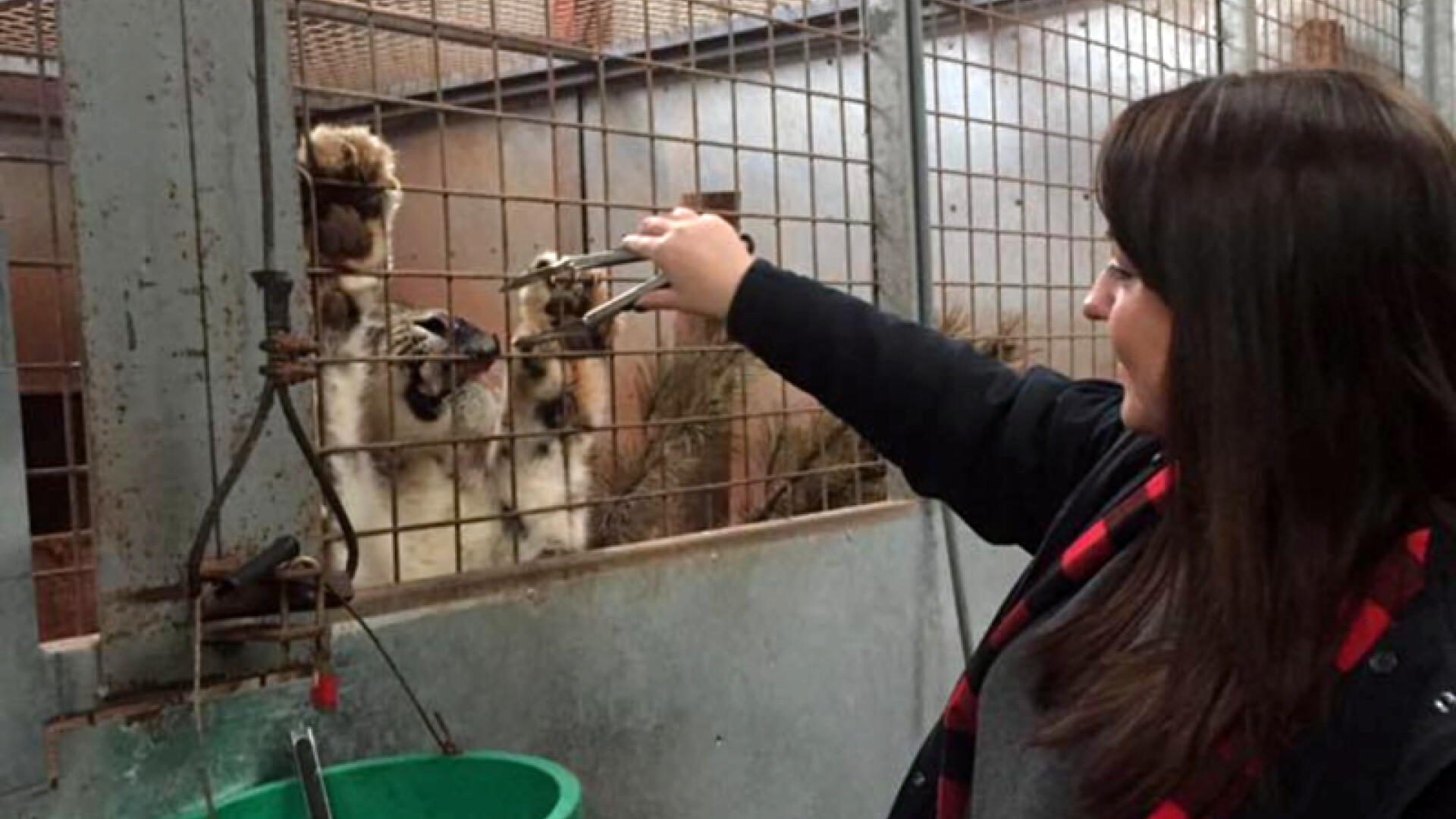 Animale care se mananca intre ele si ingrijitori ucisi de tigri, la un ZOO din Anglia. Autoritatile au dat o amenda
