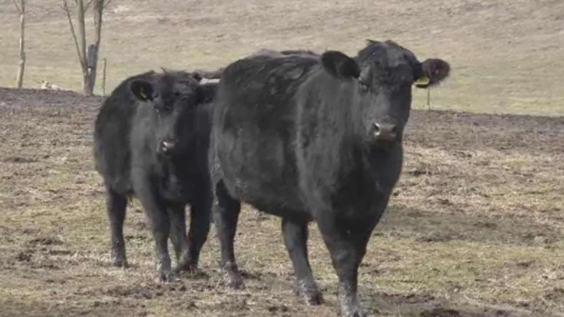Romanii au pariat pe bovinele "Black Angus" si au castigat. Cu cat se vinde suta de grame de carne in restaurante