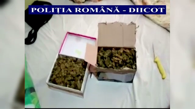 Retea specializata in trafic de droguri, destructurata in urma a 7 perchezitii la Cluj. Ce au gasit politistii in locuinte