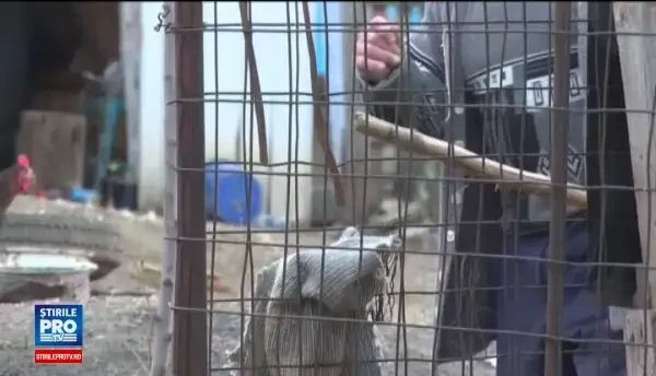 Familie intreaga din Vaslui, in arest, dupa ce a zdrobit in bataie un vecin