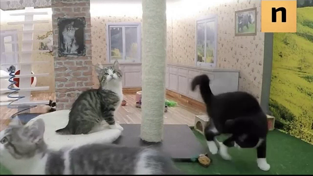 Patru pisici sunt filmate nonstop in cadrul unui reality show din Islanda. Care este rolul acestei campanii