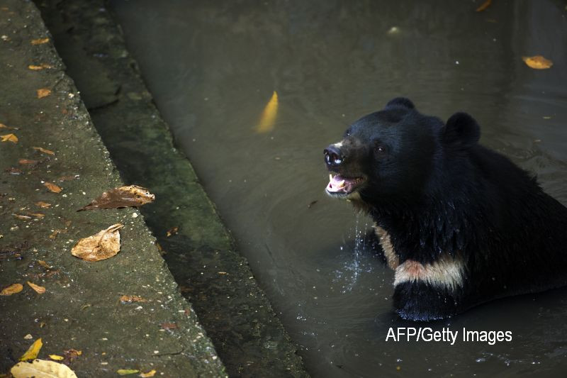 Un urs a murit in timp ce era transportat cu un elicopter. Ce s-a intamplat cand animalul s-a trezit in aer. FOTO