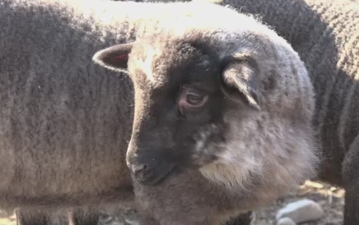 Lovitura primita de Romania din partea Israelului. Cat ne costa stoparea exportului de carne de vaci si oi spre Orient