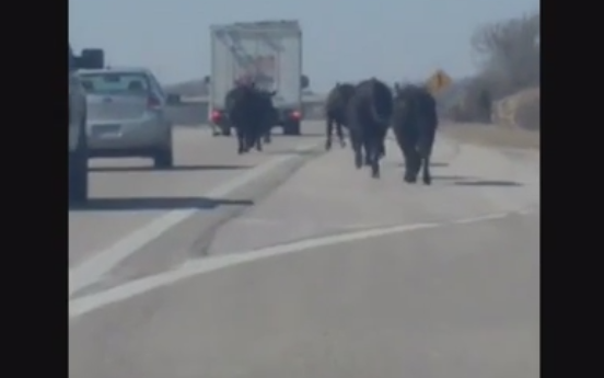 Haos intr-un oras din Kansas, dupa ce un camion cu vaci s-a rasturnat. Cireada de animale s-a plimbat ore in sir prin zona