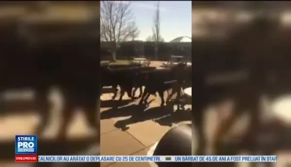 Haos intr-un oras din Kansas, dupa ce un camion cu vaci s-a rasturnat. Cireada de animale s-a plimbat ore in sir prin zona