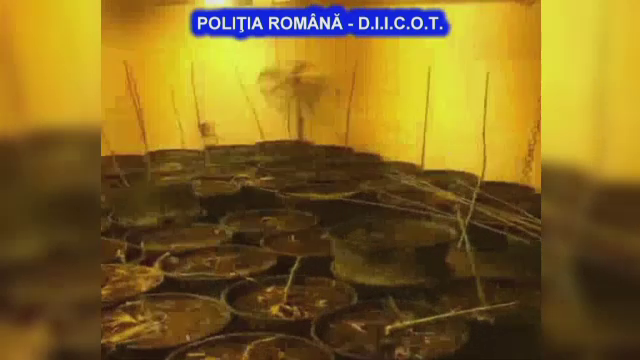 Afacerea pusa la cale de o mama din Valcea. Cultiva cannabis in ghivece si se folosea de copiii ei pentru a vinde drogurile