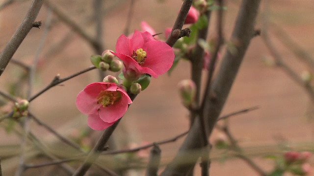 Vreme neobisnuit de calda, cu temperaturi de pana la 19 grade Celsius. Prognoza meteo pana sambata