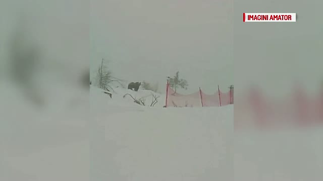 Proaspat iesiti din hibernare, ursii au inceput sa faca ravagii in cele mai neobisnuite locuri. Pagubele produse pe partii