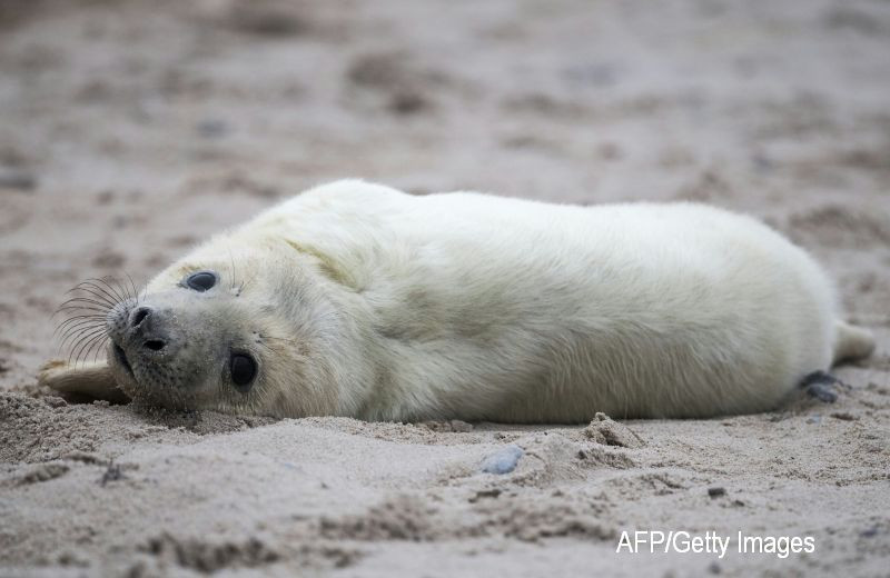 O tanara a incercat sa opreasca 8 adolescenti care voiau sa ingroape un pui de foca de viu. Cum a fost agresata. FOTO