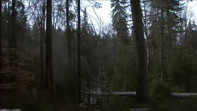 Silvicultorii vor scaderea amenzilor pentru defrisari. Sanctiunile introduse de Guvernul Ciolos ar putea fi anulate