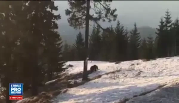 Proaspat iesiti din hibernare, ursii au inceput sa faca ravagii in cele mai neobisnuite locuri. Pagubele produse pe partii