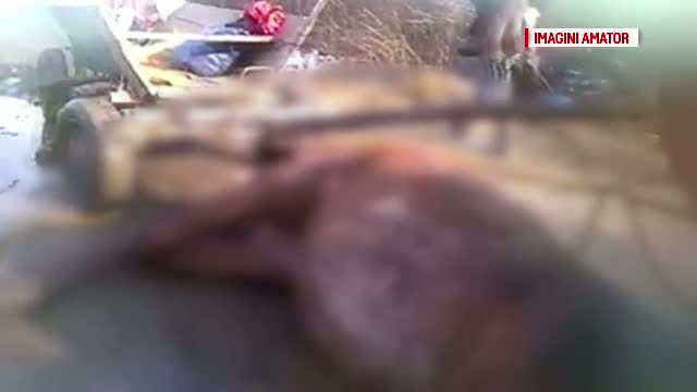 Imagini revoltatoare la marginea orasului Baia Mare. Un cal, inhamat la o caruta, a murit de extenuare pe drum