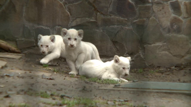 Trei pui de leu, albi complet, noua senzatie din parcul zoo din Budapesta. Felinele de 2 luni au iesit prima data afara