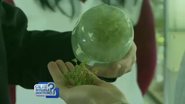 Este primavara, sezonul ideal pentru a planta, chiar si pe balcon. Care sunt cele mai putin pretentioase fructe