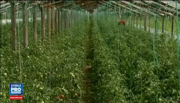 Cel mai bogat fermier roman si unul dintre nepotii lui Gigi Becali, anchetati de procurori. Reactia patronului Stelei