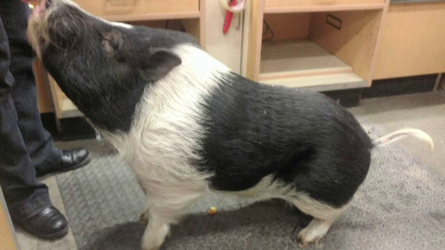 Un purcelus si-a regasit stapanii in urma unui anunt postat pe Facebook. Cum a ajuns intr-un magazin, la 2 kilometri de casa