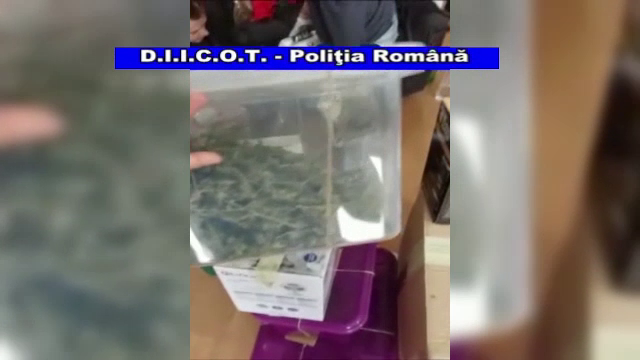 cannabis
