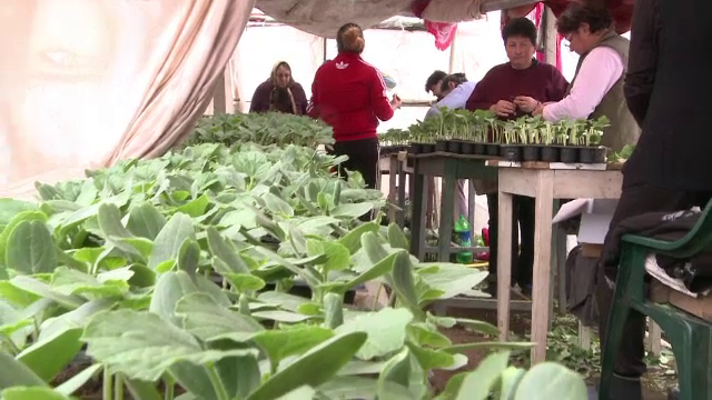 Celebrii pepeni de Dabuleni vor ajunge mai repede in piete anul acesta. Secretul descoperit de fermieri