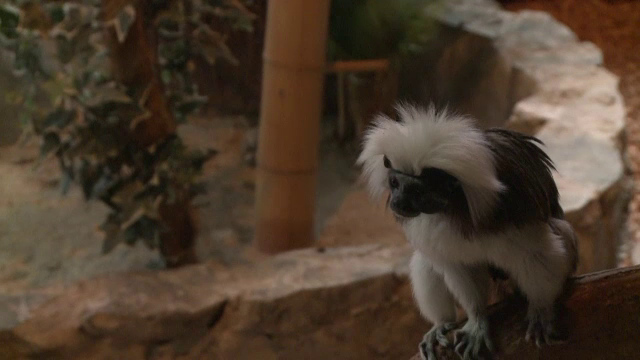 O maimutica Tamarin, noua vedeta a gradinii zoologice de la Bucuresti. Peper se lupta in fiecare zi pentru viata ei