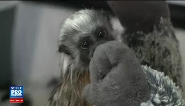 O maimutica Tamarin, noua vedeta a gradinii zoologice de la Bucuresti. Peper se lupta in fiecare zi pentru viata ei
