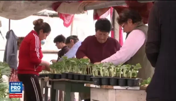 Celebrii pepeni de Dabuleni vor ajunge mai repede in piete anul acesta. Secretul descoperit de fermieri