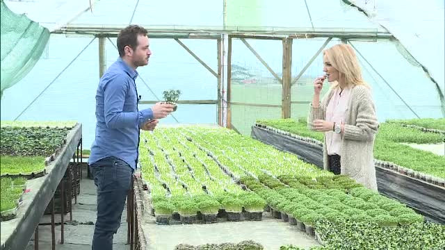 Florile de care te poti bucura, iar apoi le puteti si manca. Afacerea inceputa de un roman intr-un balcon