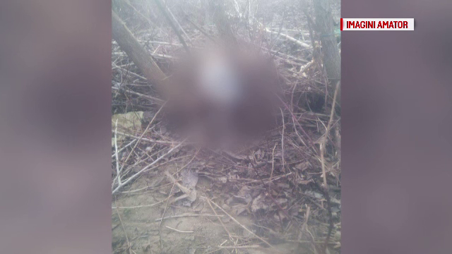 Cruzime fara margini in Craiova: O catelusa gestanta, de doi ani, a fost spanzurata. Cand a fost gasita, puii inca miscau