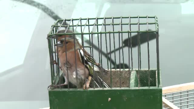 Pasari rare, precum sticletele, scatiul sau caneparul, vandute la un targ din Capitala. Garda de Mediu a intervenit