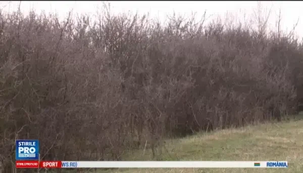 Cruzime fara margini in Craiova: O catelusa gestanta, de doi ani, a fost spanzurata. Cand a fost gasita, puii inca miscau