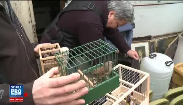 Pasari rare, precum sticletele, scatiul sau caneparul, vandute la un targ din Capitala. Garda de Mediu a intervenit