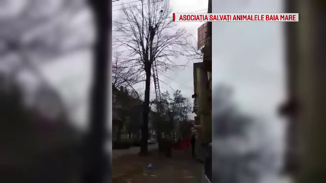 O pisica a ramas blocata timp de 3 zile intr-un copac, in Baia Mare. Cum a decurs operatiunea de salvare