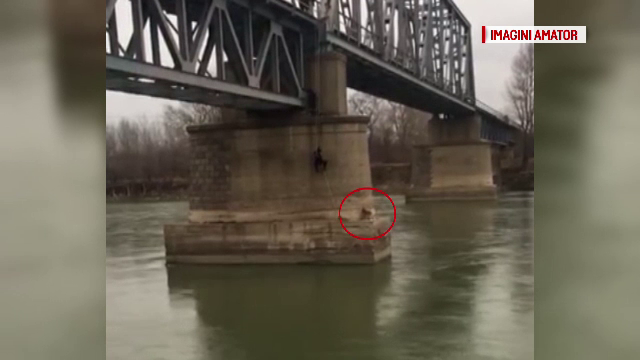 Un caine a ramas blocat pe pilonul unui pod pe albia raului Siret. Cum au reusit pompierii sa il salveze