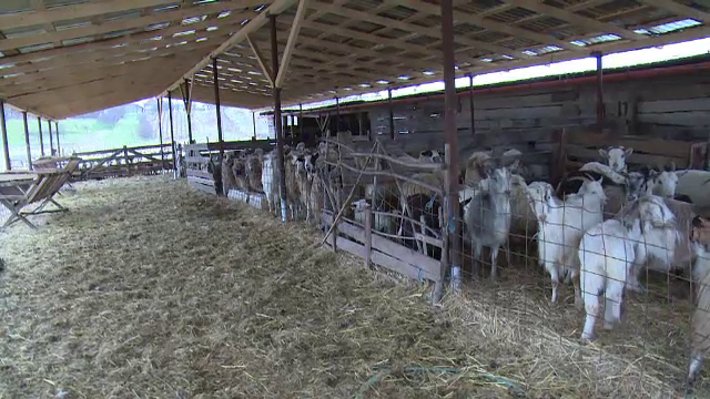 Zeci de oi au murit la o stana din Bihor, dupa ce lupii au dat navala. Pagubitii vor sa ceara despagubiri de la Primarie