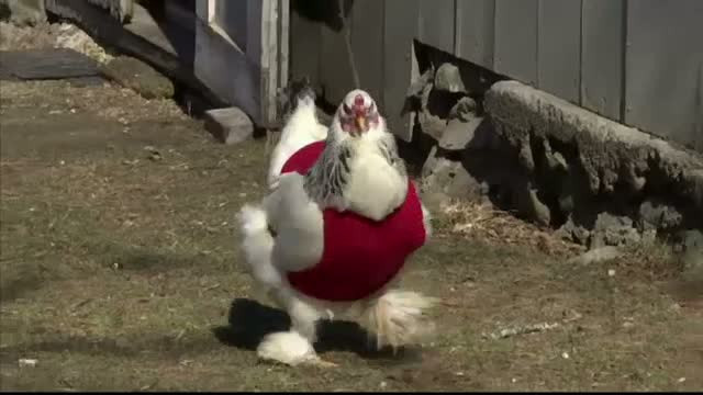 Cateva pensionare din Boston au lansat un proiect inedit: nicio gainusa fara jacheta. Cum arata pasarile imbracate