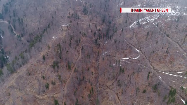 Activistii Agent Green acuza defrisari masive cu ajutorul autoritatilor in zona barajului Vidraru. Reactia Romsilva