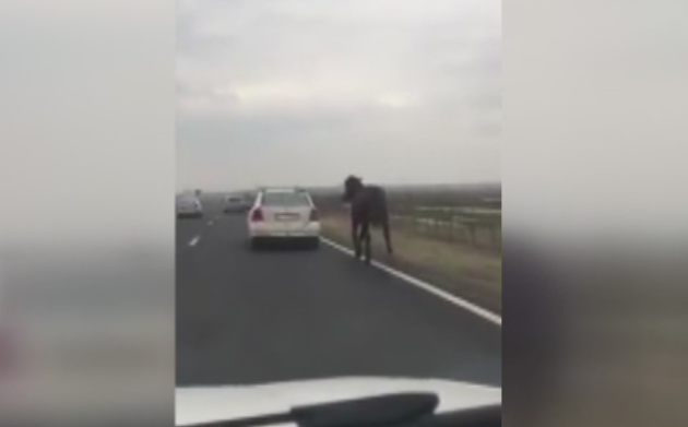 Scene revoltatoare surprinse pe o sosea din judetul Galati. Un sofer a filmat un cal tras de o masina