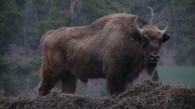 Zimbru văzut într-o localitate din Neamț. A fost emis mesaj RO-Alert