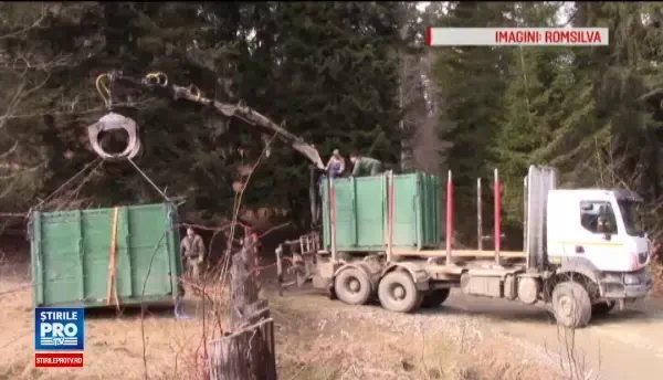 Proiectul de repopulare cu zimbri a lantului Carpatic are succes. Specia s-a adaptat si se reproduce fara probleme